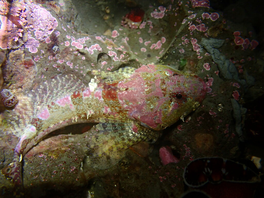 Artedius lateralis (Smoothhead Sculpin), California species