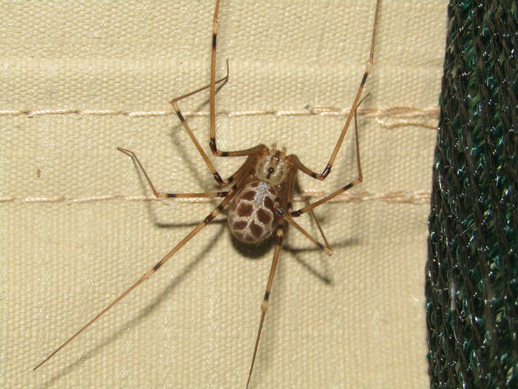 Artema atlanta (Giant Daddy-long-legs Spider), California species