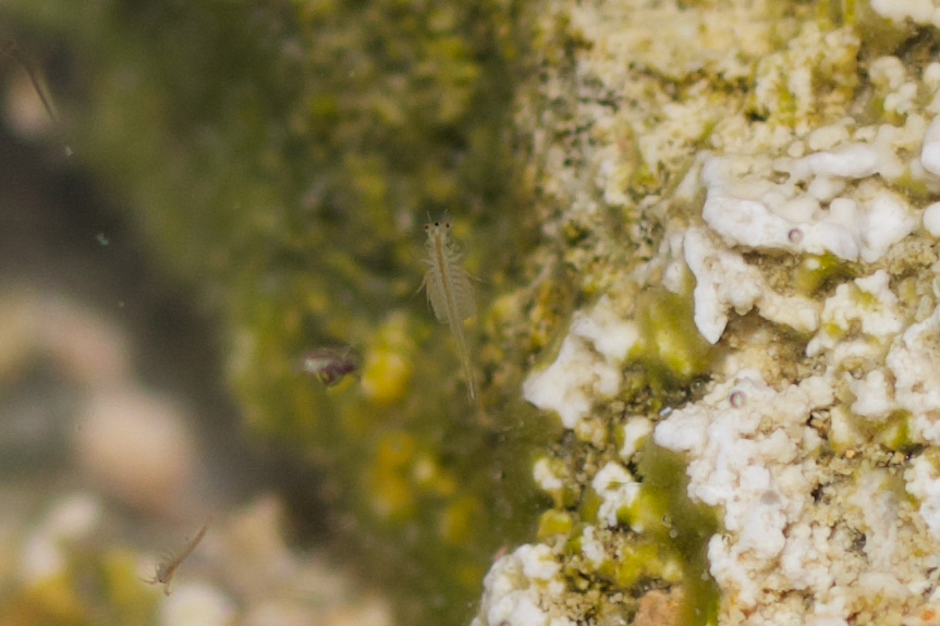 Artemia monica (Mono Lake Brine Shrimp), California species