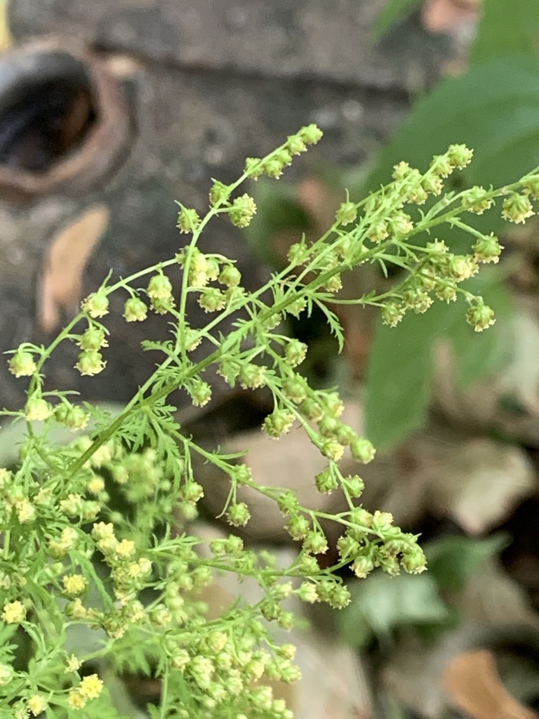 Artemisia annua (Sweet annie), non-native California herb