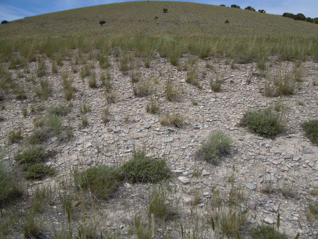 Artemisia arbuscula (Low sagebrush), native California shrub