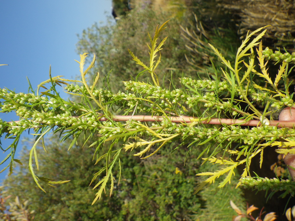 Artemisia biennis (Biennial wormwood), non-native California herb