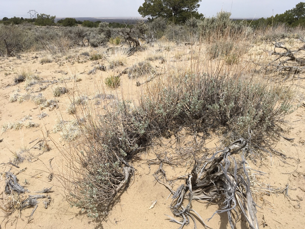 Artemisia bigelovii (Bigelow sagewort), native California shrub