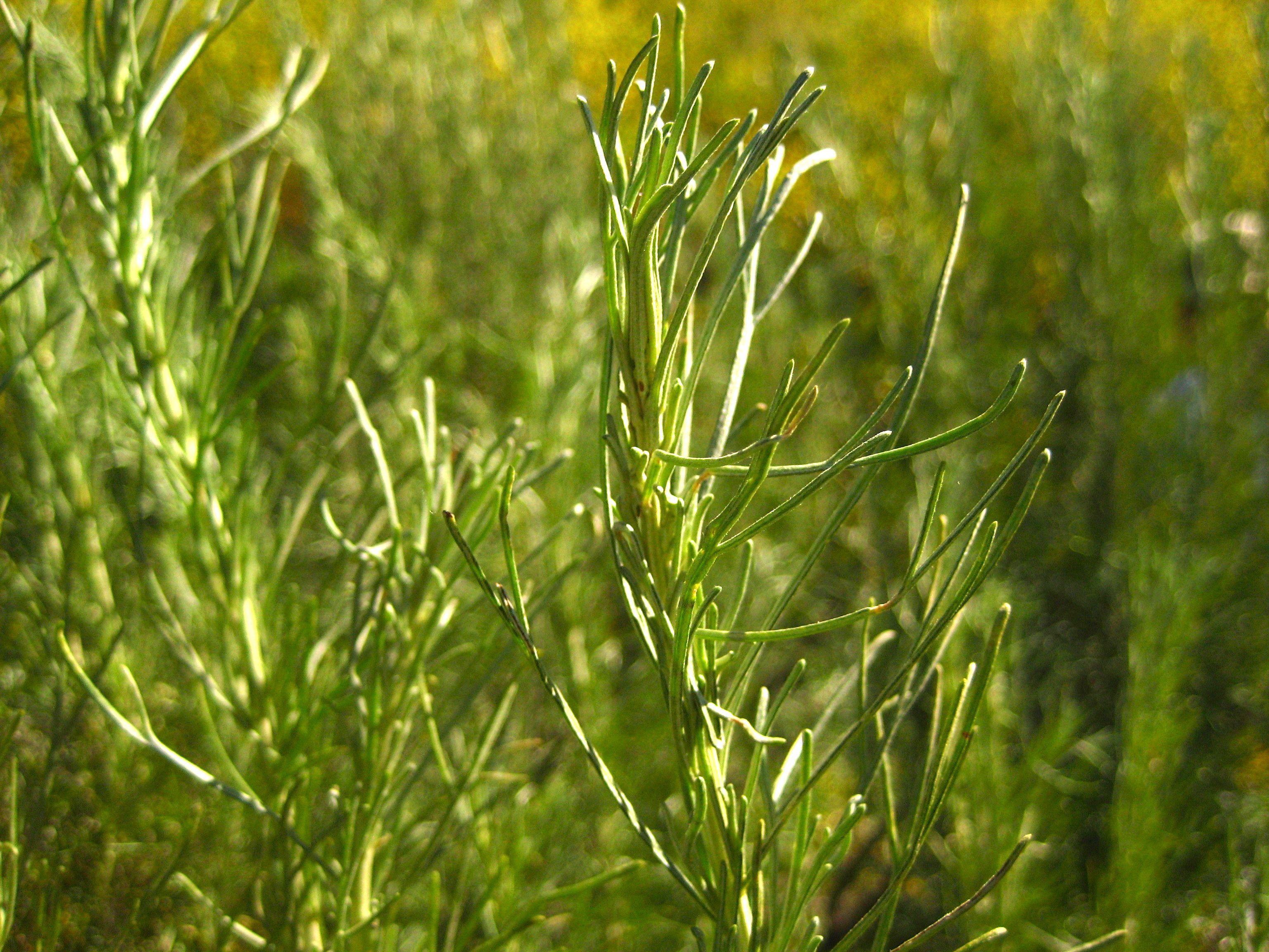 Artemisia californica (California sagebrush), native California shrub
