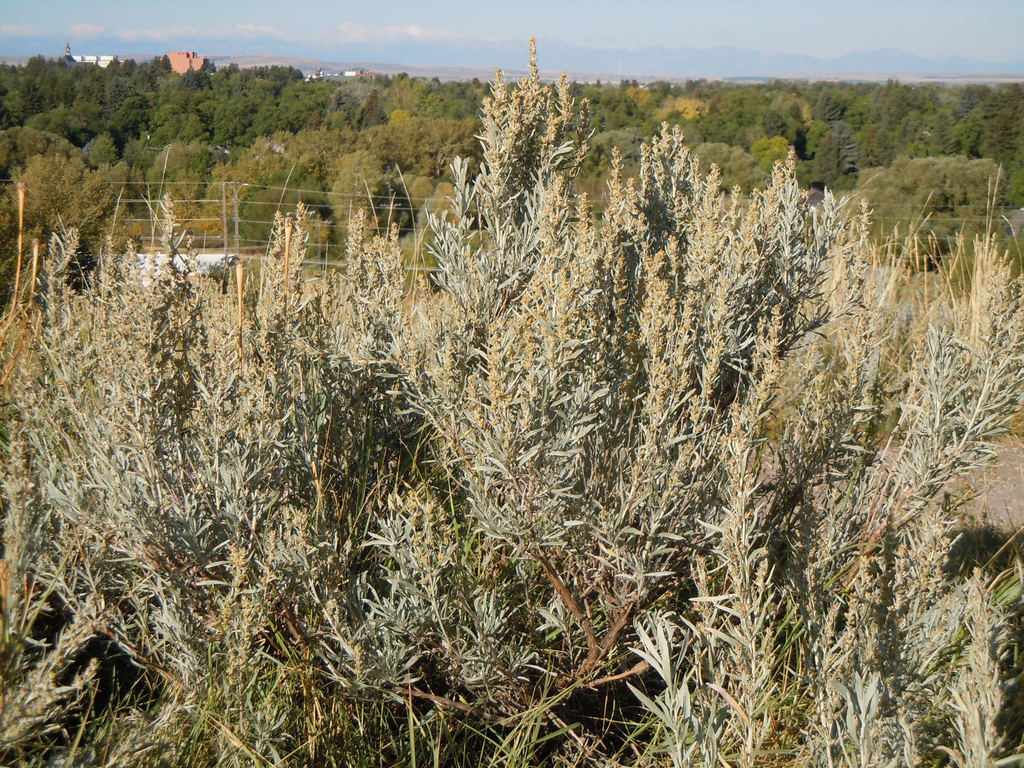 Artemisia cana subsp. bolanderi (Silver sagebrush), native California shrub