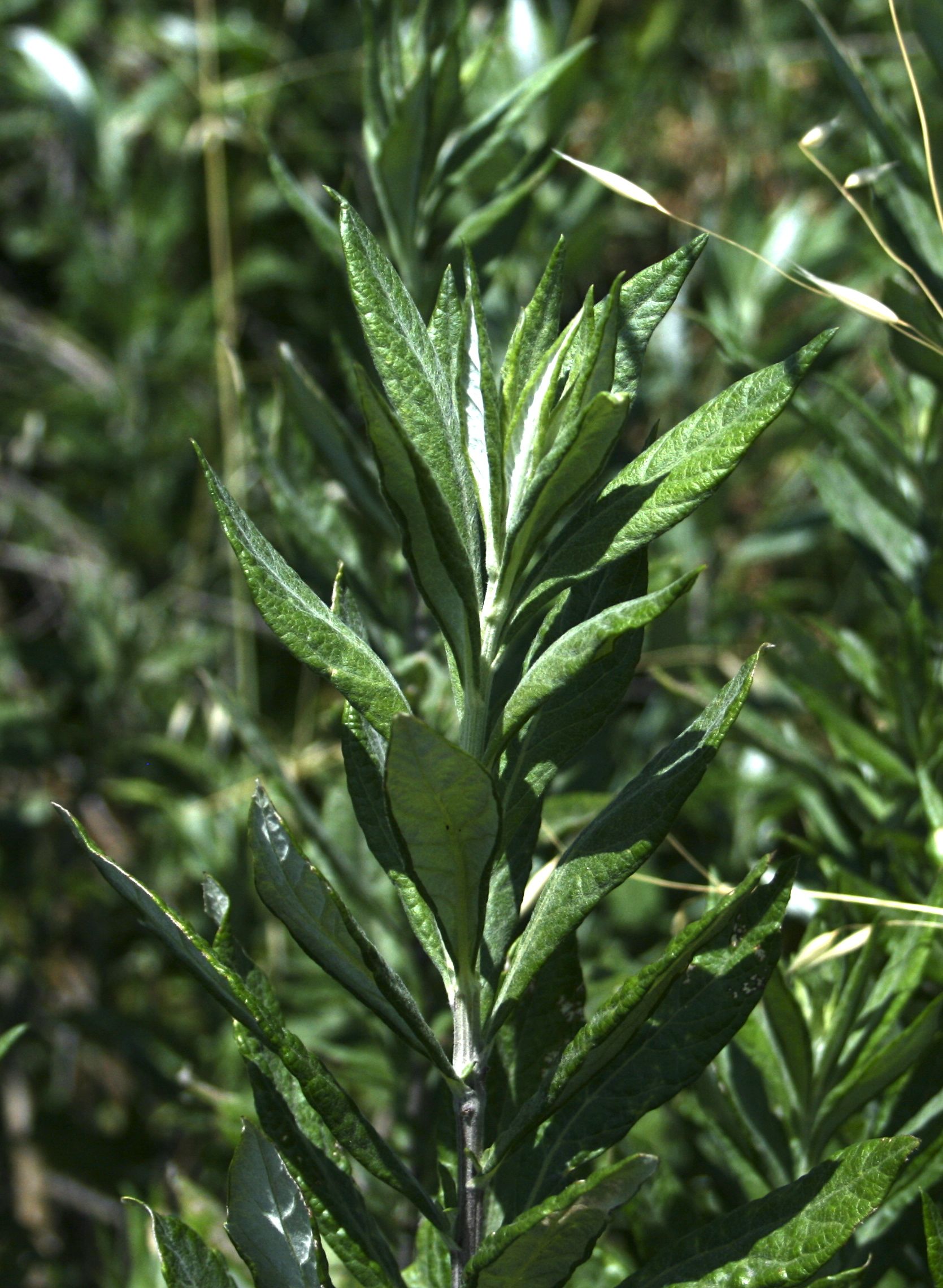 Artemisia douglasiana (Mugwort), native California herb