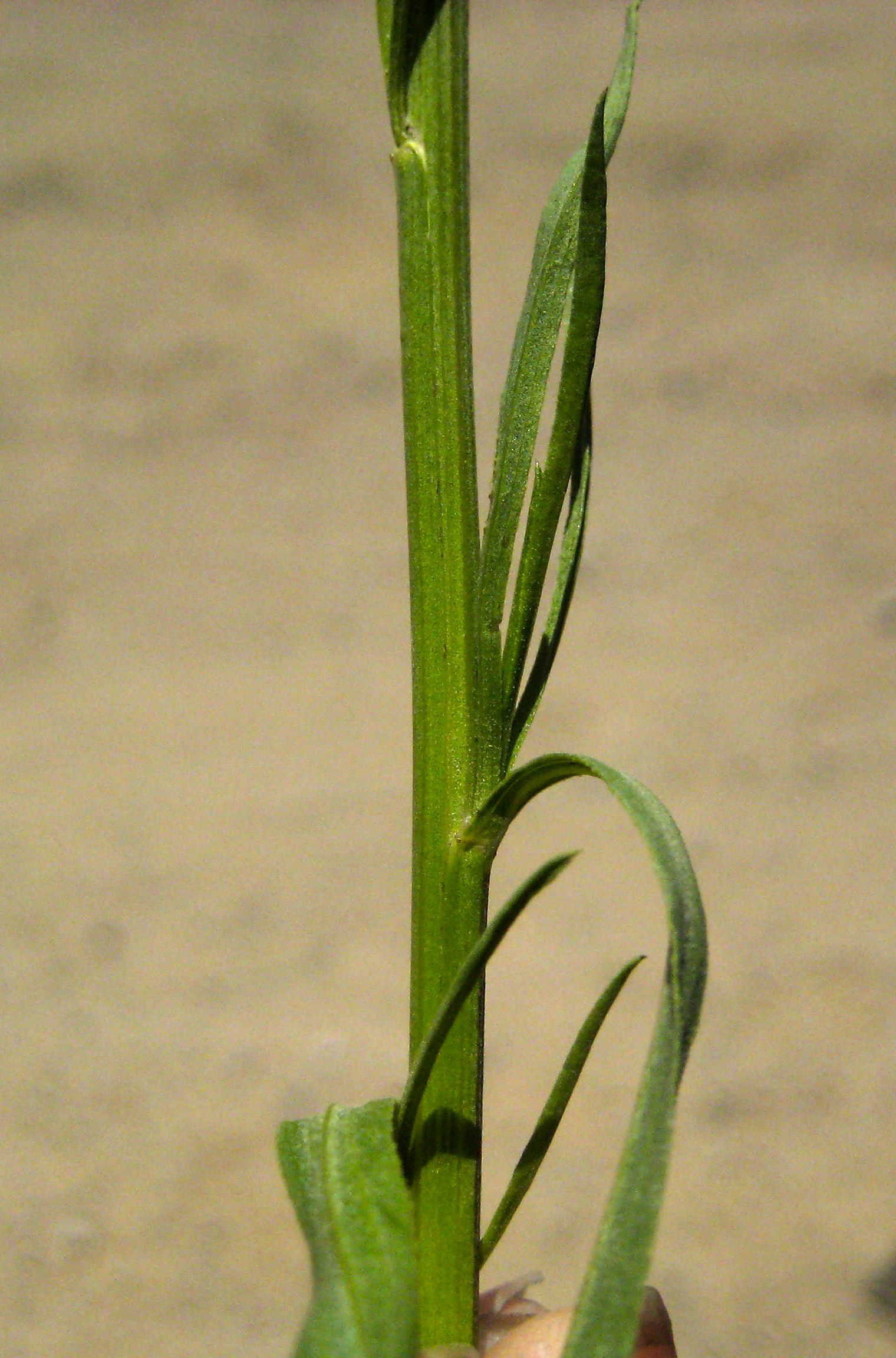 Artemisia dracunculus (Tarragon), native California subshrub