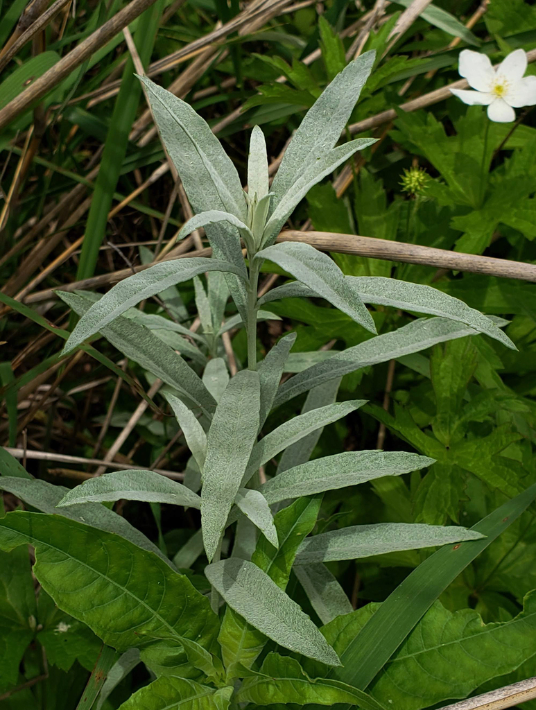 Artemisia ludoviciana (Silver wormwood), native California subshrub