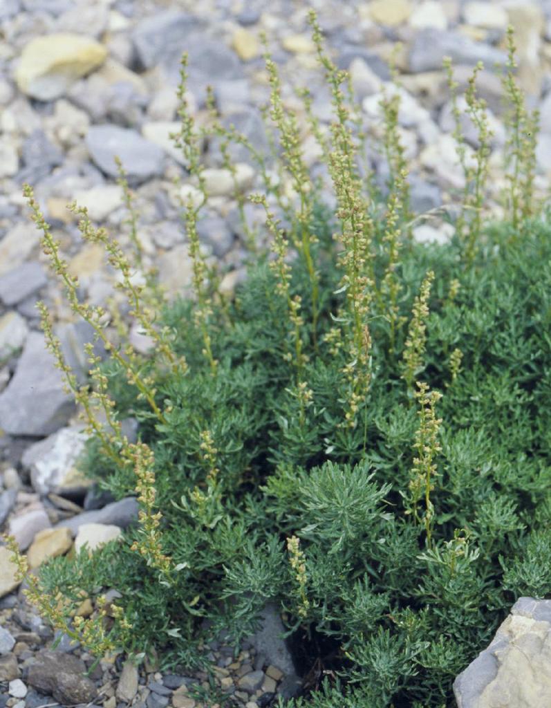 Artemisia michauxiana (Lemon sagewort), native California subshrub