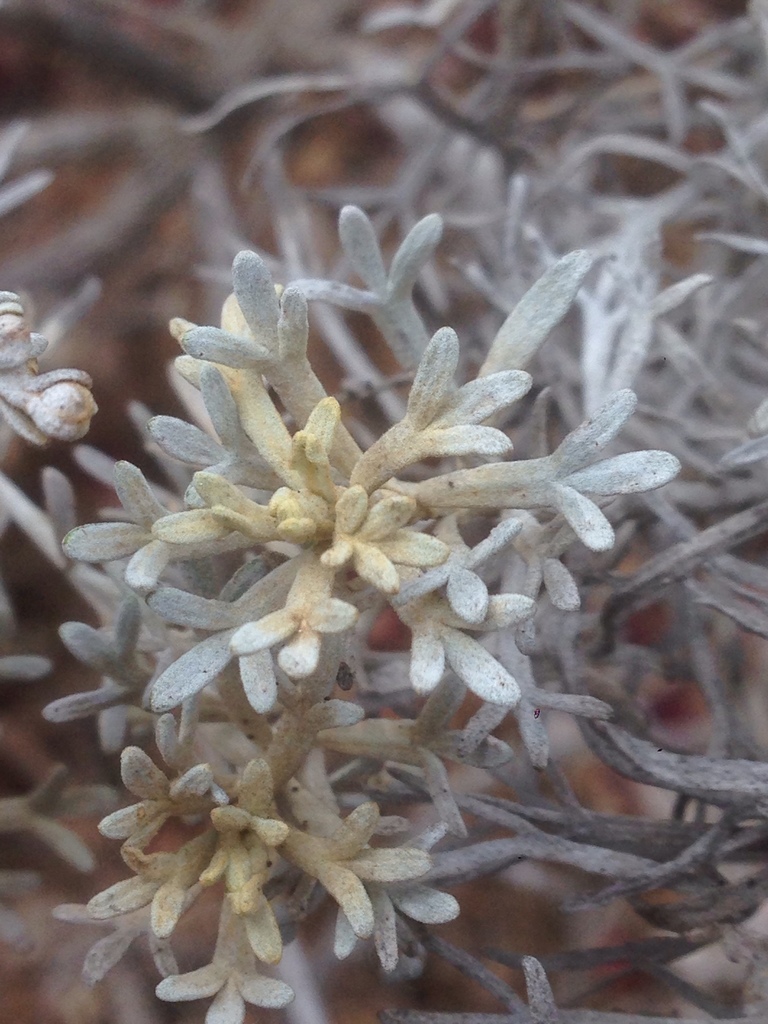 Artemisia nesiotica (Island sagebrush), native California shrub