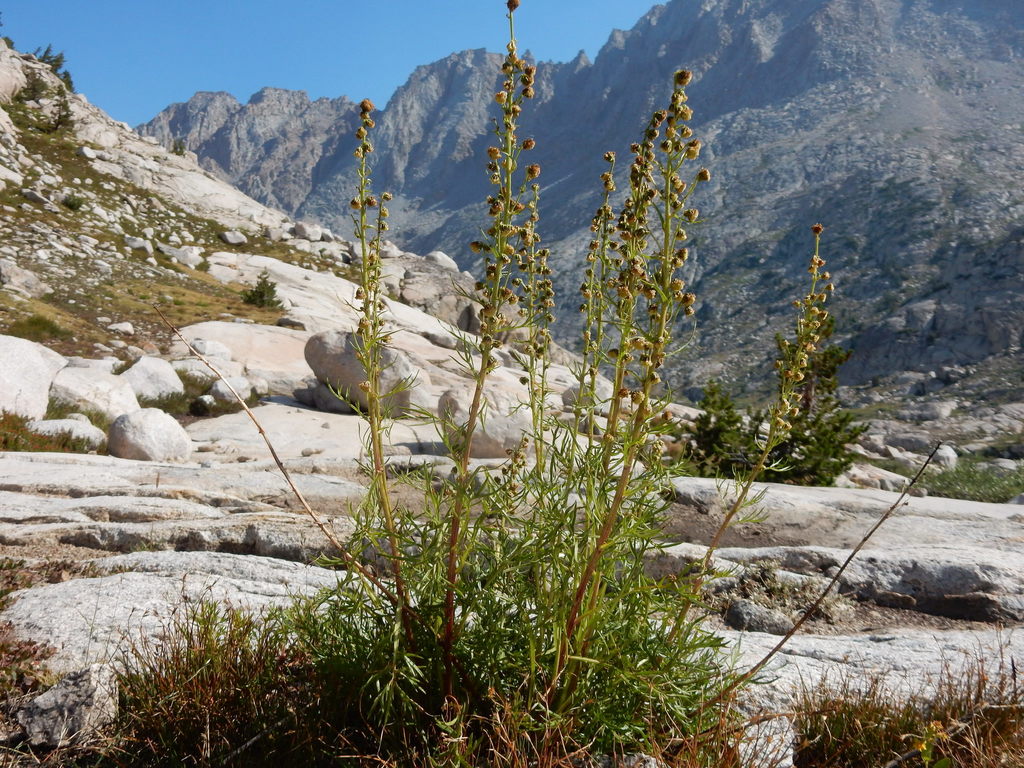 Artemisia norvegica subsp. saxatilis (Alpine sagewort), native California subshrub