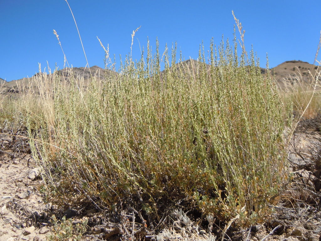 Artemisia nova (Black sagebrush), native California shrub