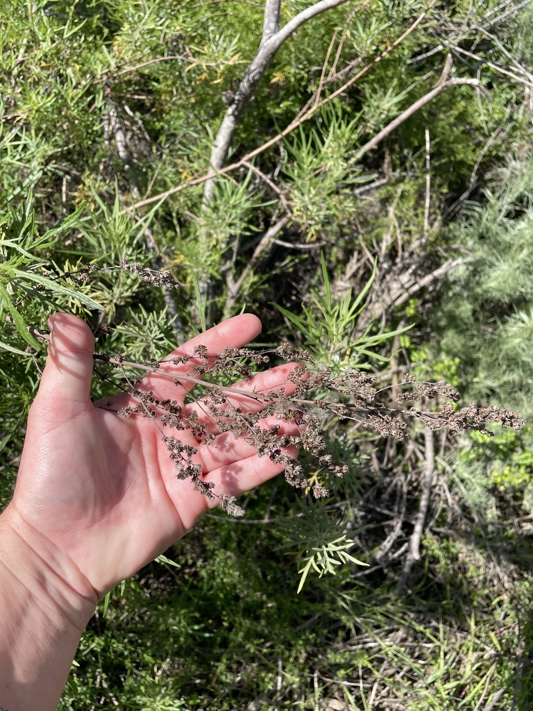 Artemisia palmeri (San diego sagewort), native California subshrub