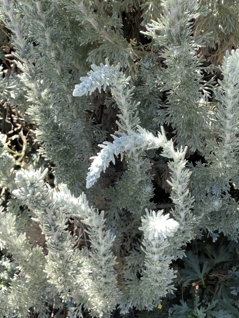 Artemisia pycnocephala (Coastal sagewort), native California subshrub