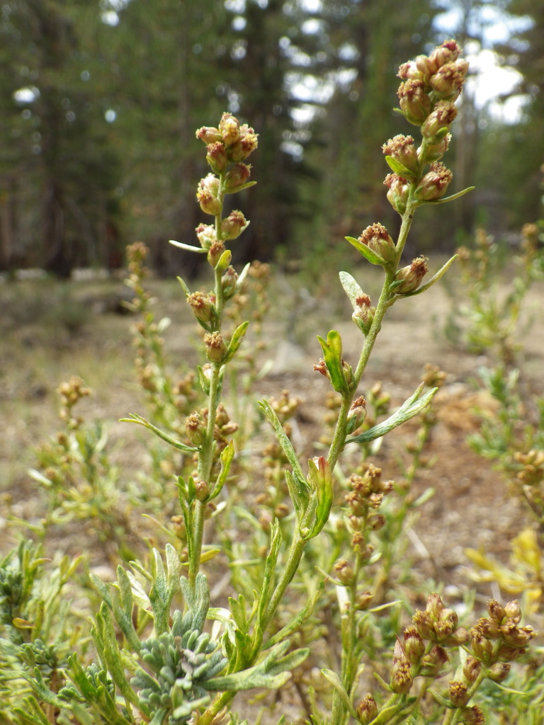 Artemisia rothrockii (Rothrock sagebrush), native California shrub