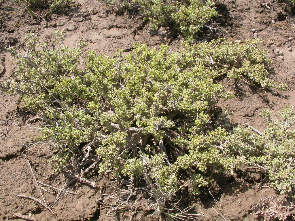 Artemisia sp. (Mugwort), non-native California annual