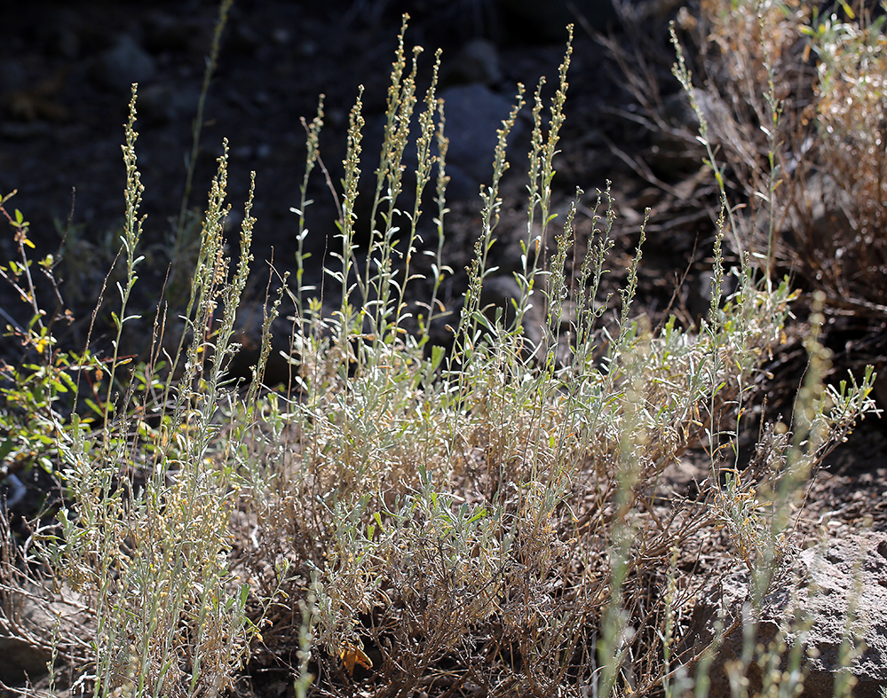 Artemisia spiciformis (Snowfield sagebrush), native California shrub