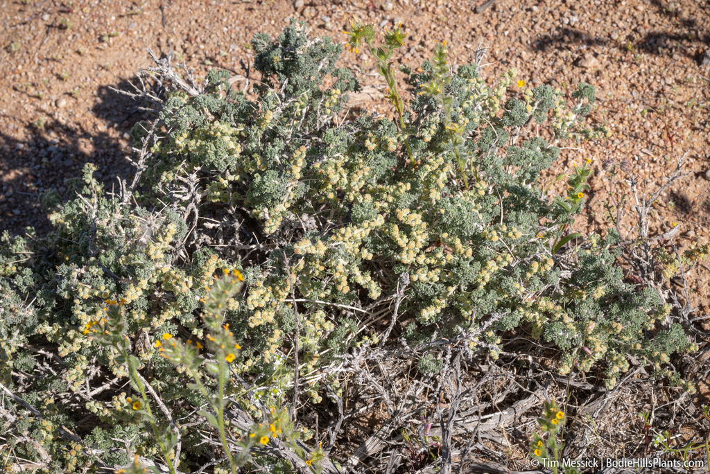 Artemisia spinescens (Budsage), native California shrub