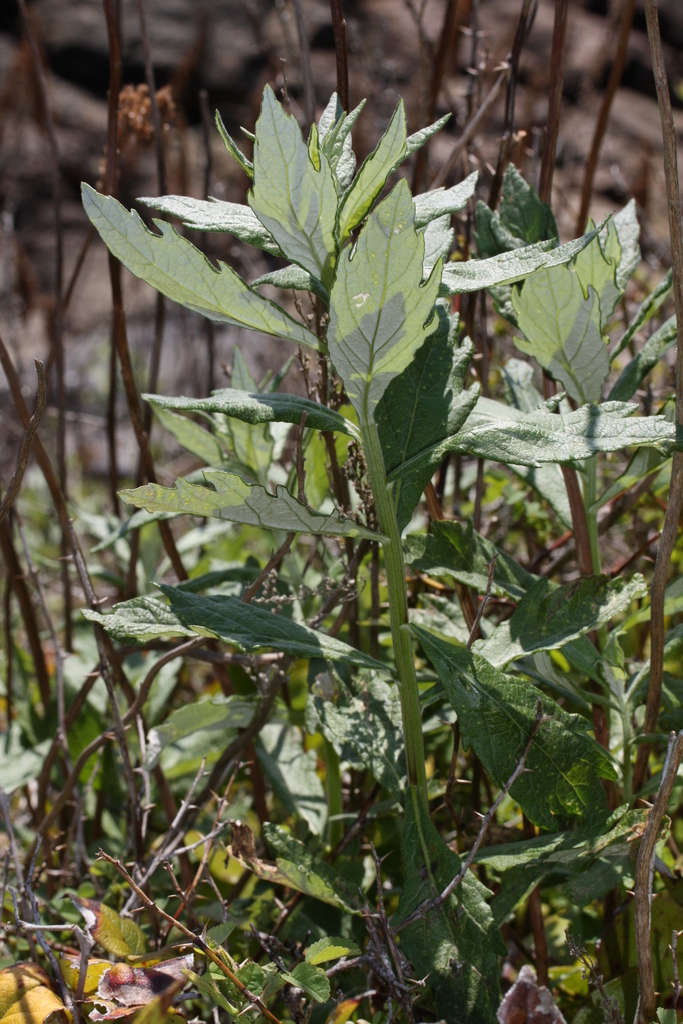 Artemisia suksdorfii (Coastal mugwort), native California herb