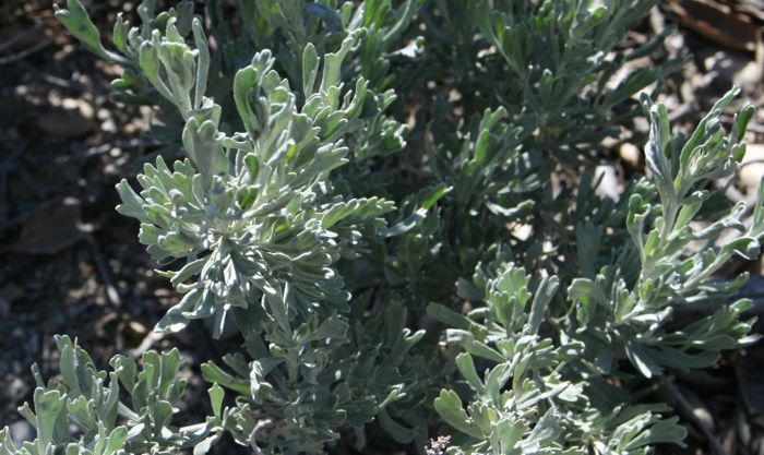 Artemisia tridentata — parent species of Artemisia tridentata subsp. vaseyana