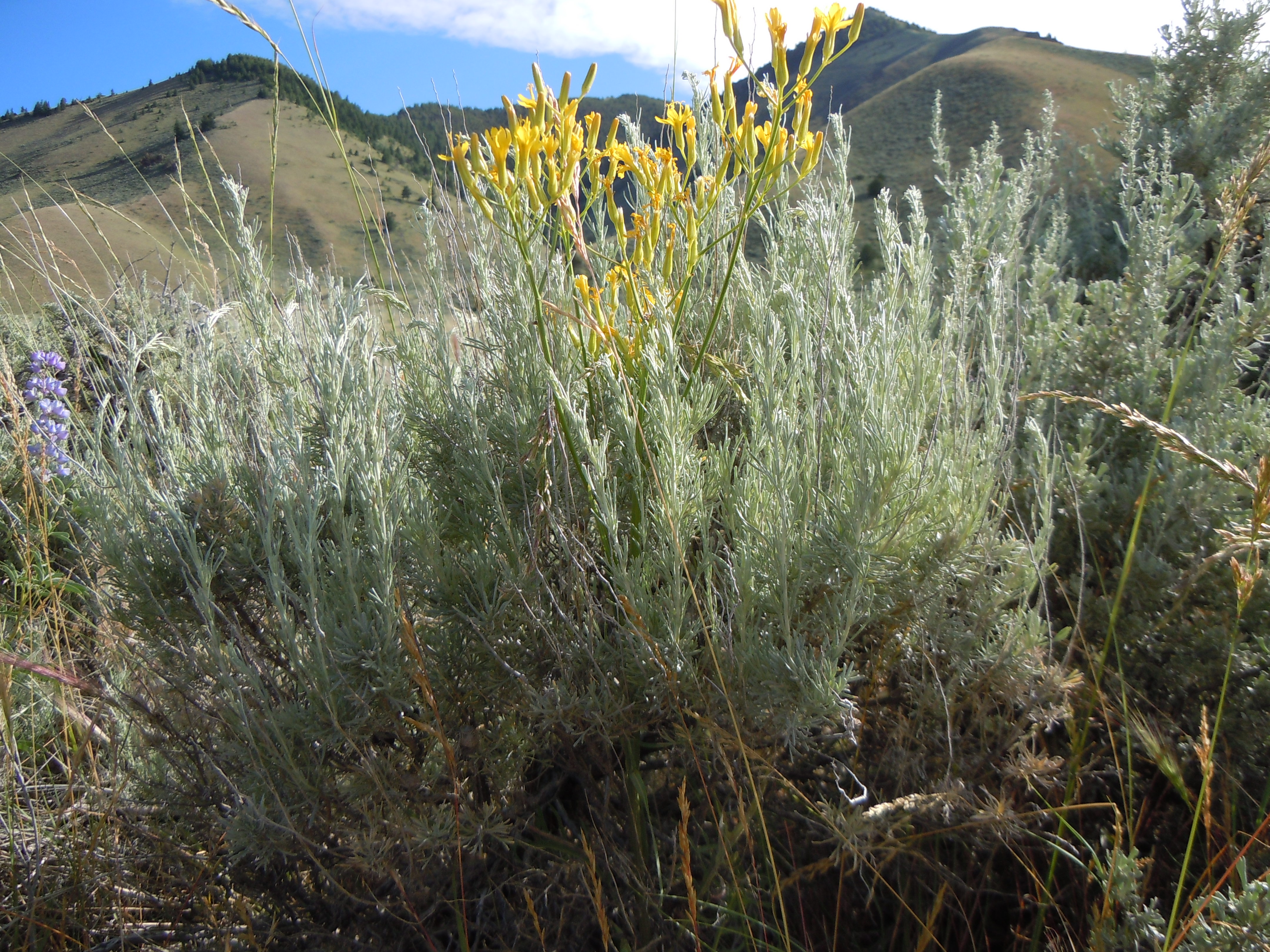 Artemisia tripartita ssp. tripartita (threetip sagebrush), California shrub