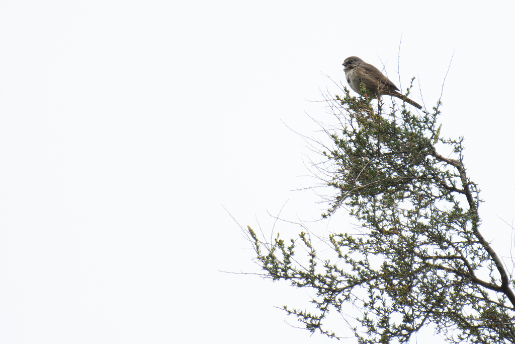 Artemisiospiza belli belli (Bell's Sparrow), California species