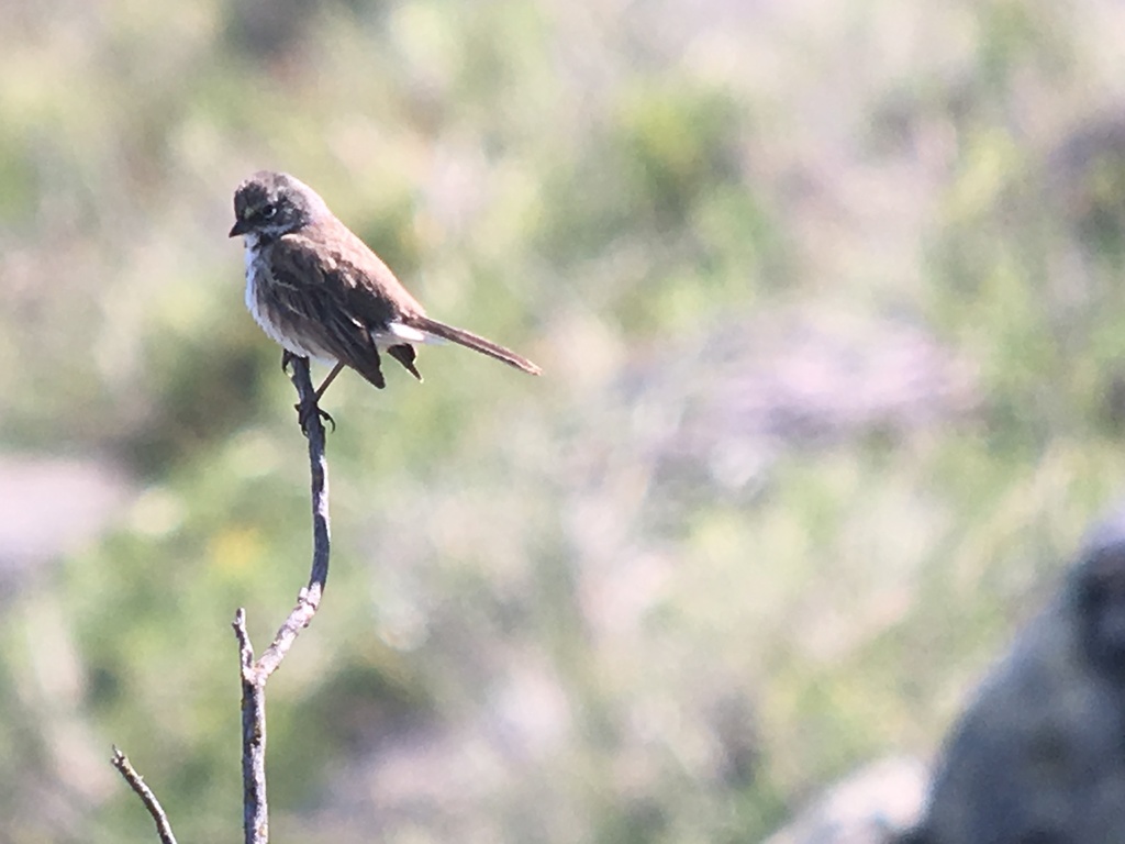 Artemisiospiza belli clementeae (San Clemente Bell's sparrow), California species