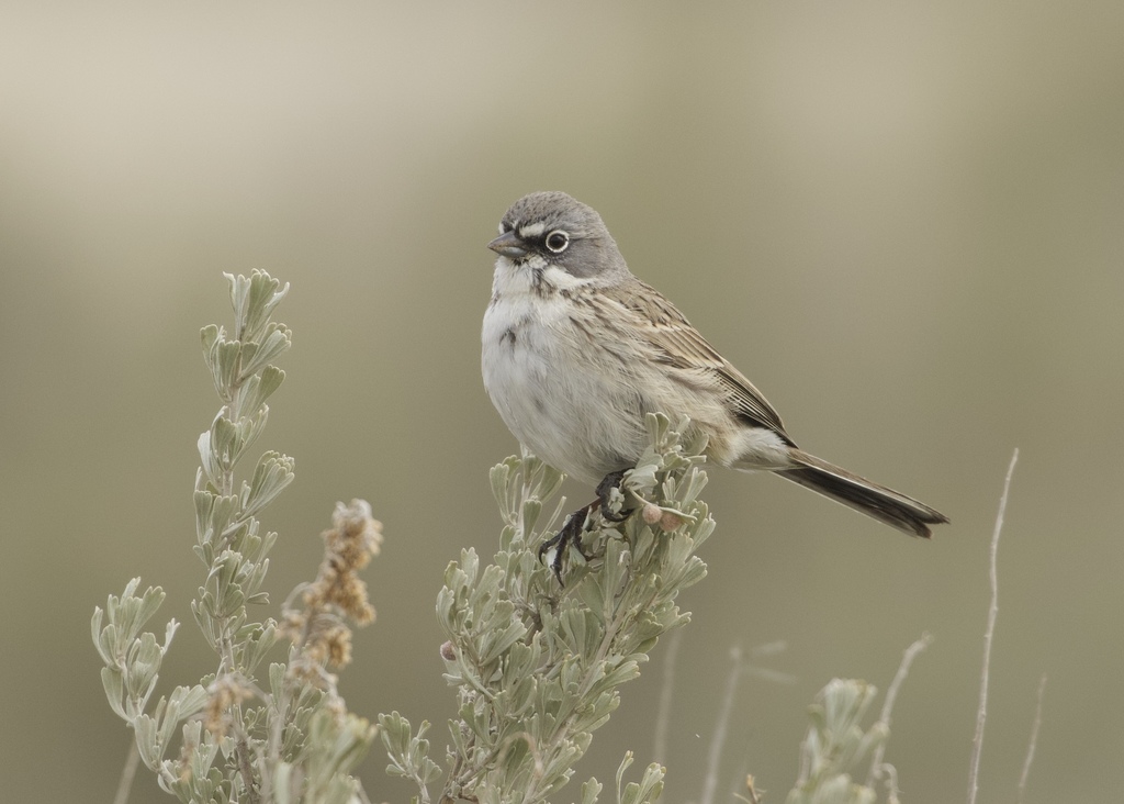 Artemisiospiza belli ssp. belli (Bell's sage sparrow), California species