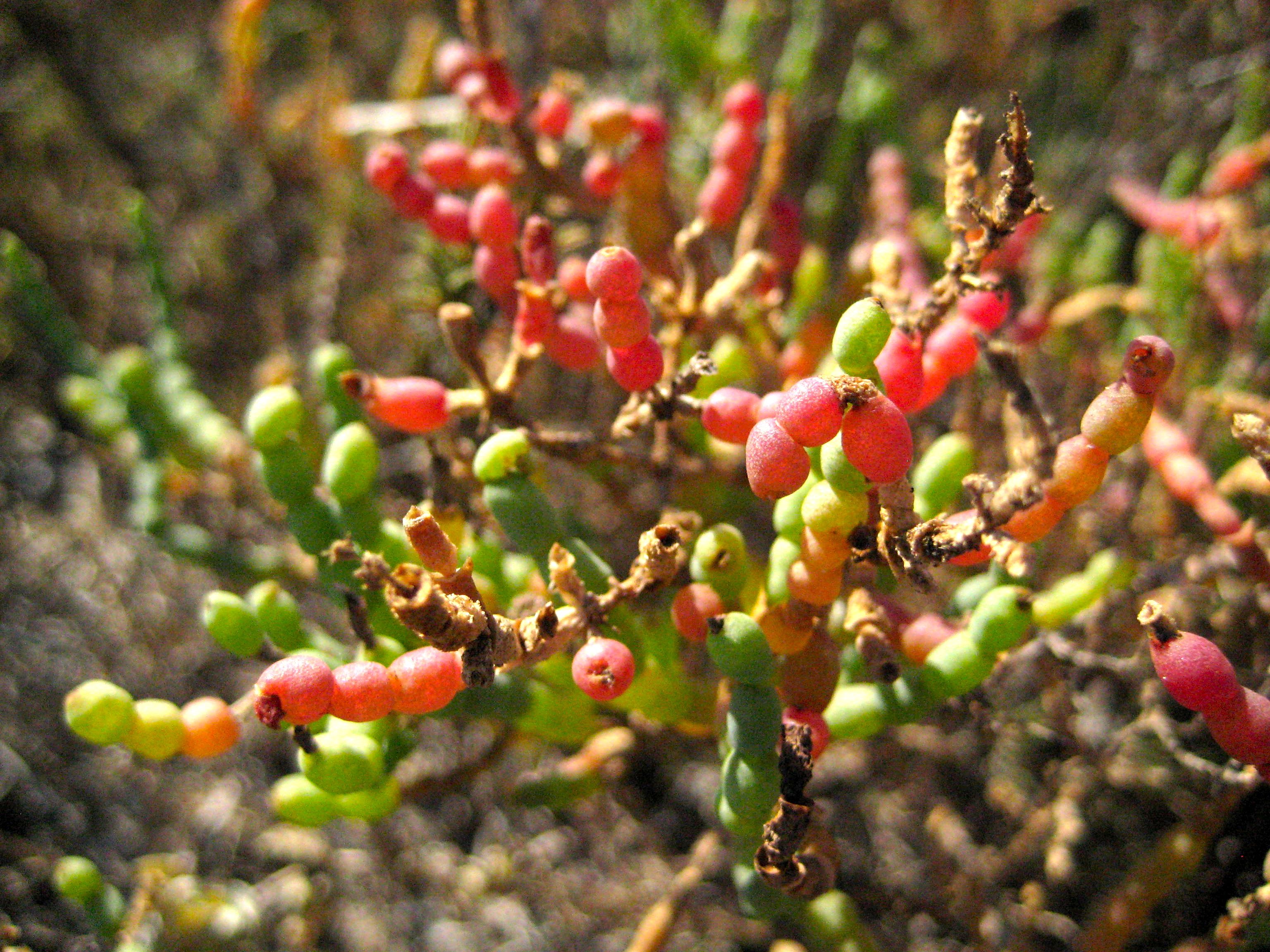 Arthrocnemum subterminale (Parish's glasswort), native California herb