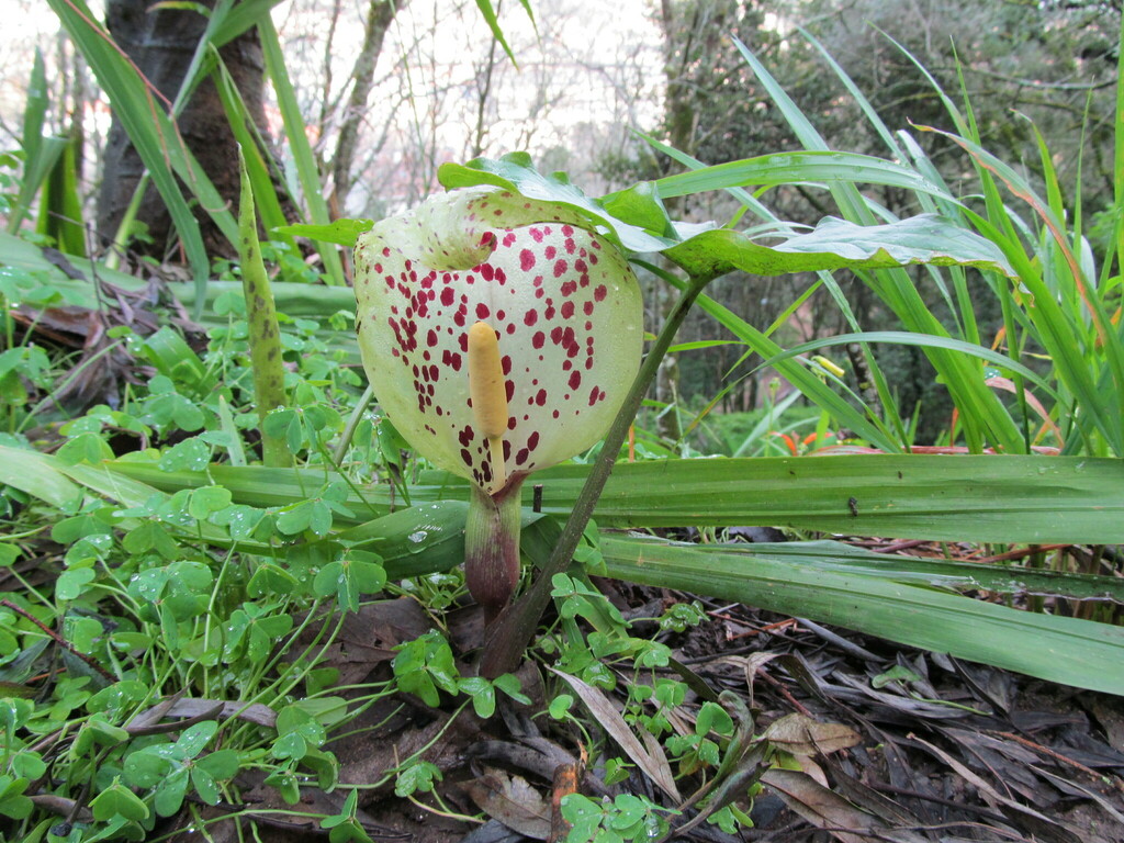Arum italicum (Italian arum), non-native California herb