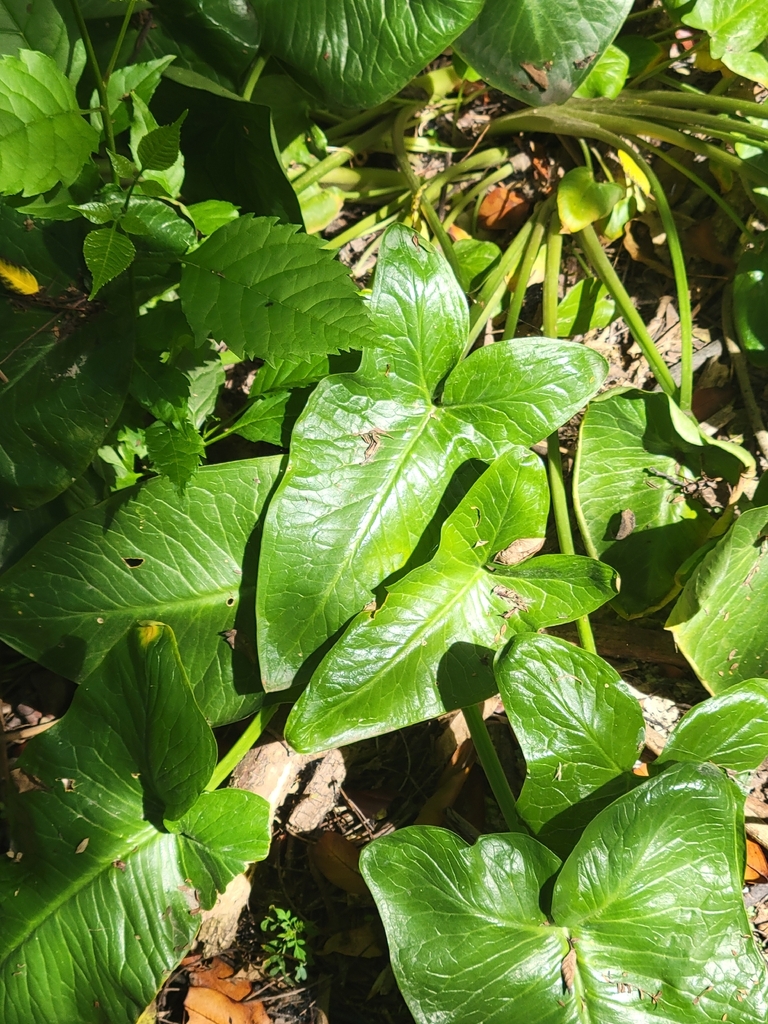 Arum palaestinum (Black calla), non-native California perennial