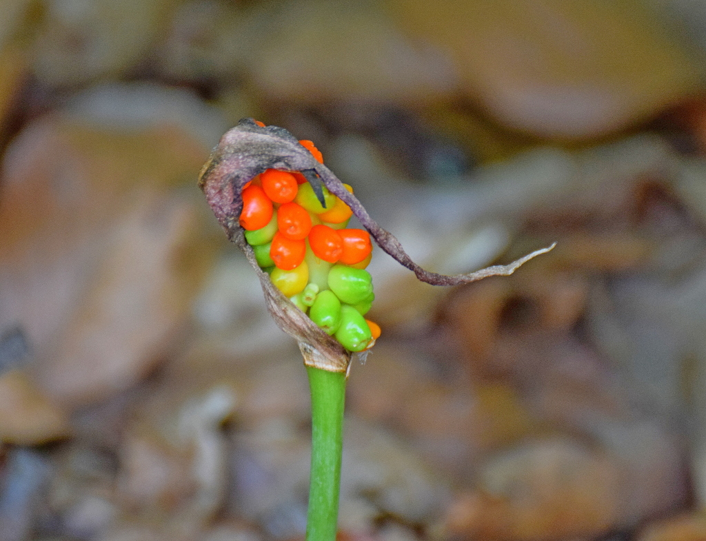 Arum sp., non-native California perennial