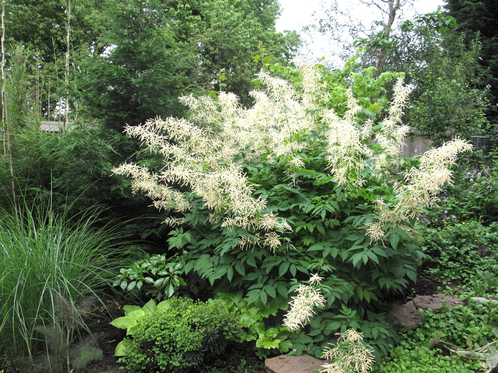 Aruncus sp. (Goat's beard), non-native California annual