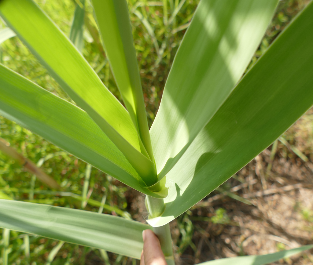 Arundo donax (Giant reed), non-native California shrub