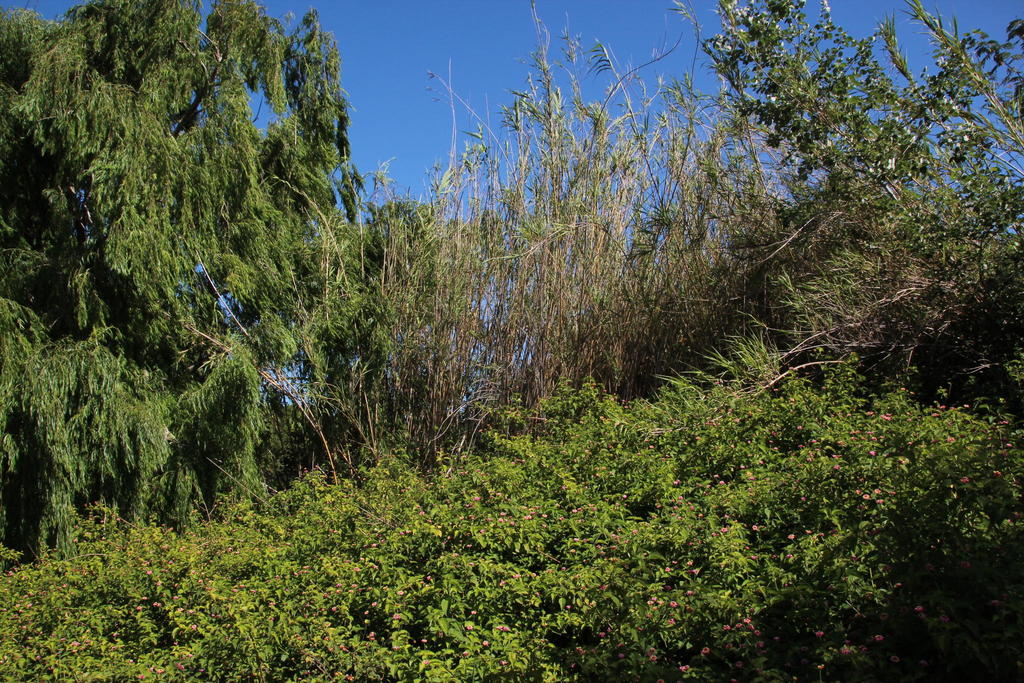 Arundo sp., non-native California perennial