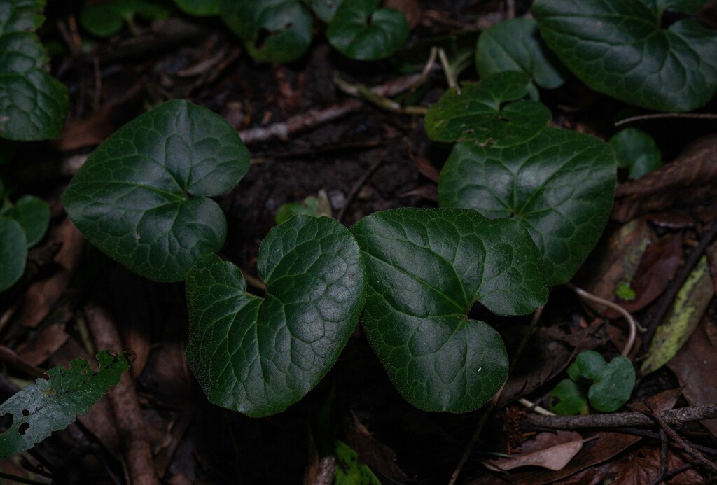 Asarum caudatum (Creeping wild ginger), native California herb