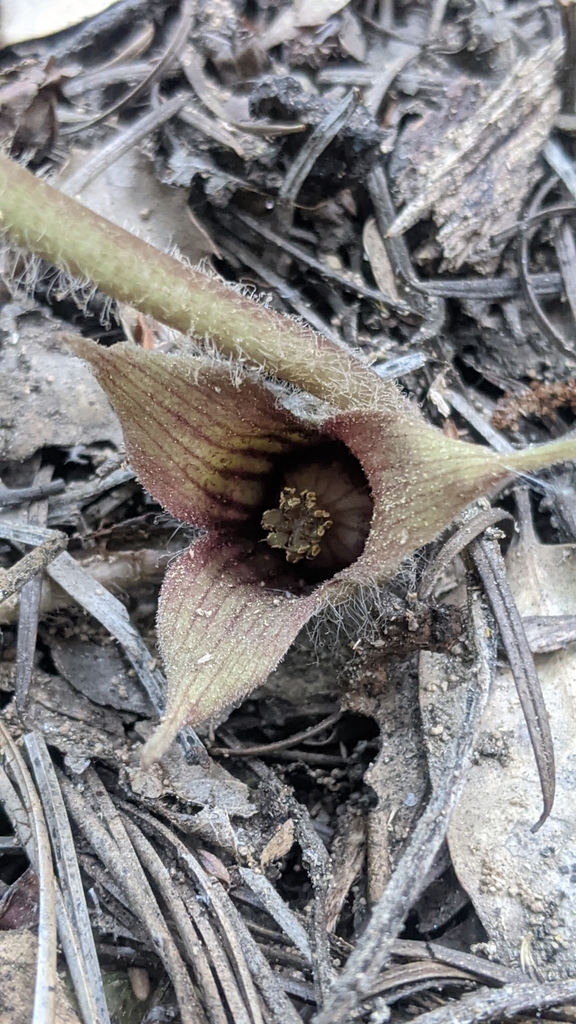 Asarum hartwegii (Hartweg's wild ginger), native California herb