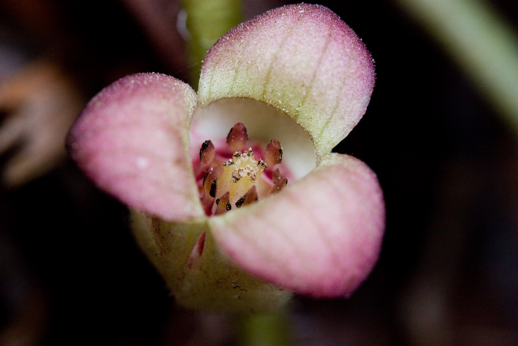 Asarum lemmonii (Lemmon's wild ginger), native California herb