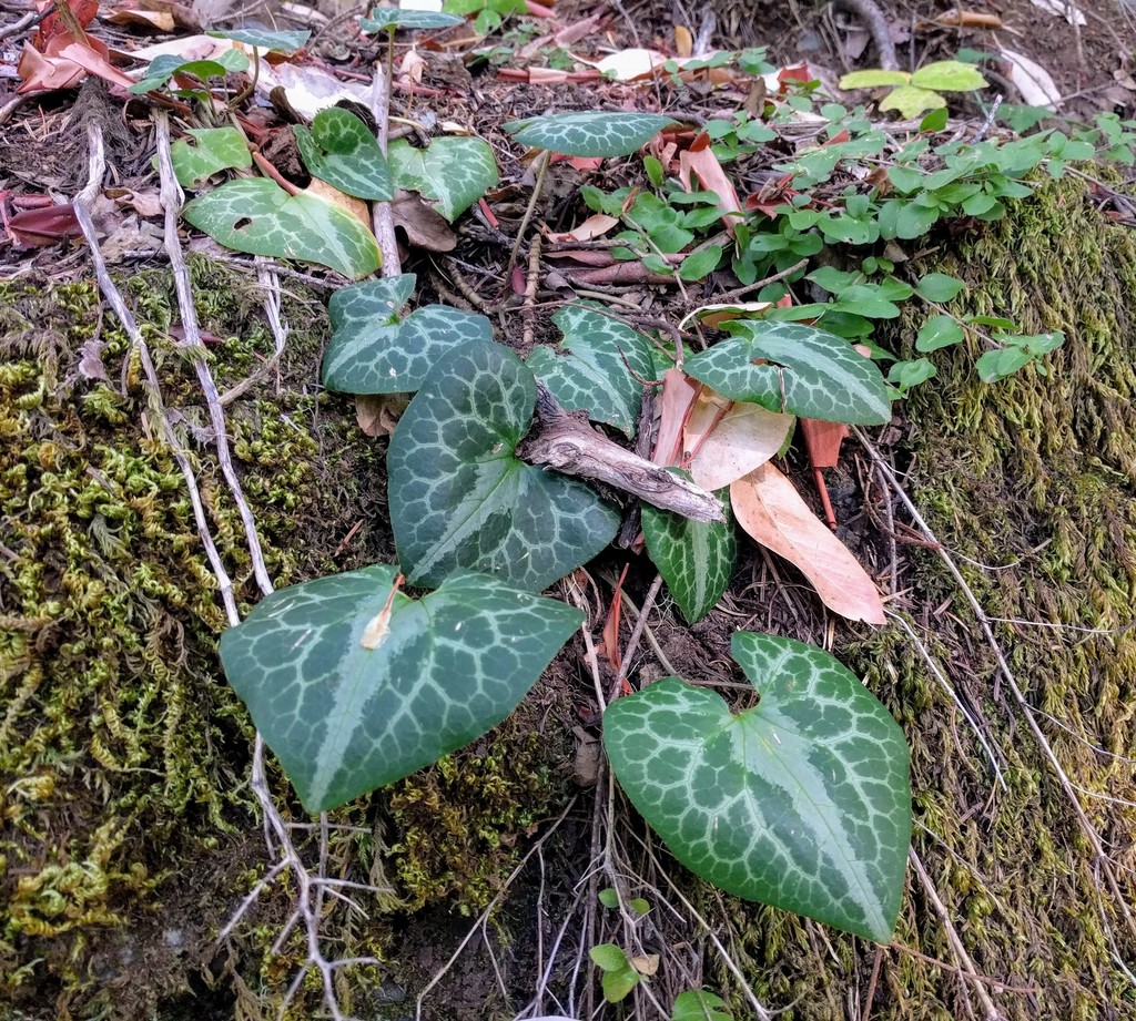Asarum marmoratum (Marbled wild-ginger), native California herb