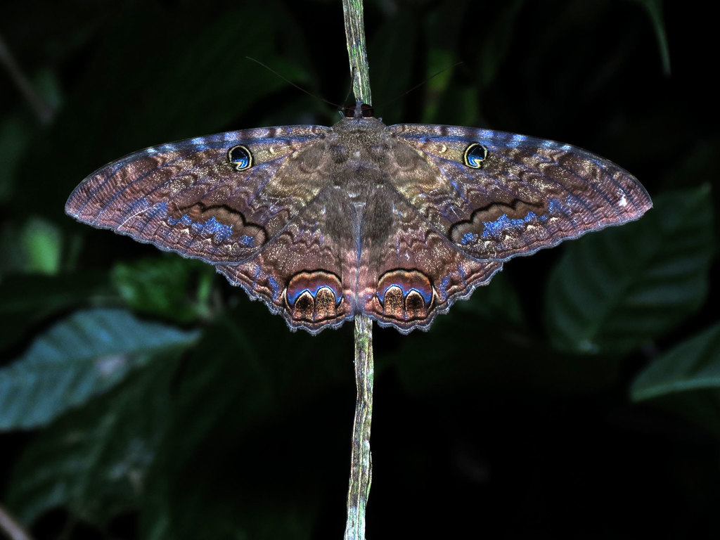 Ascalapha odorata (Black Witch), California species