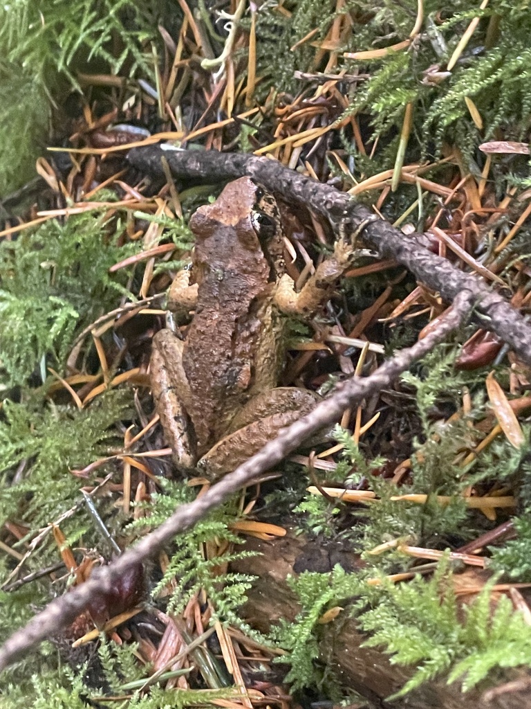 Ascaphus truei (Pacific Tailed Frog), California species