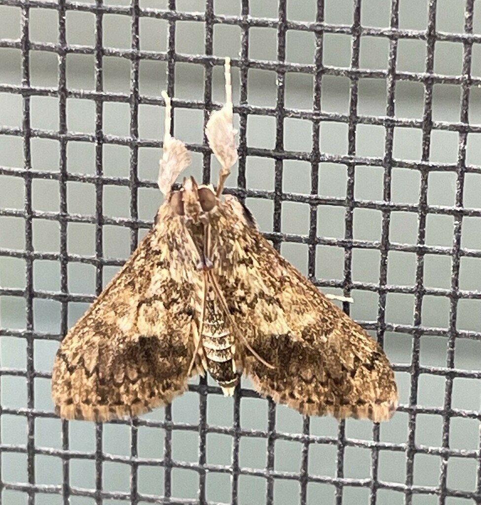 Asciodes gordialis (Bougainvillea Caterpillar Moth), California species