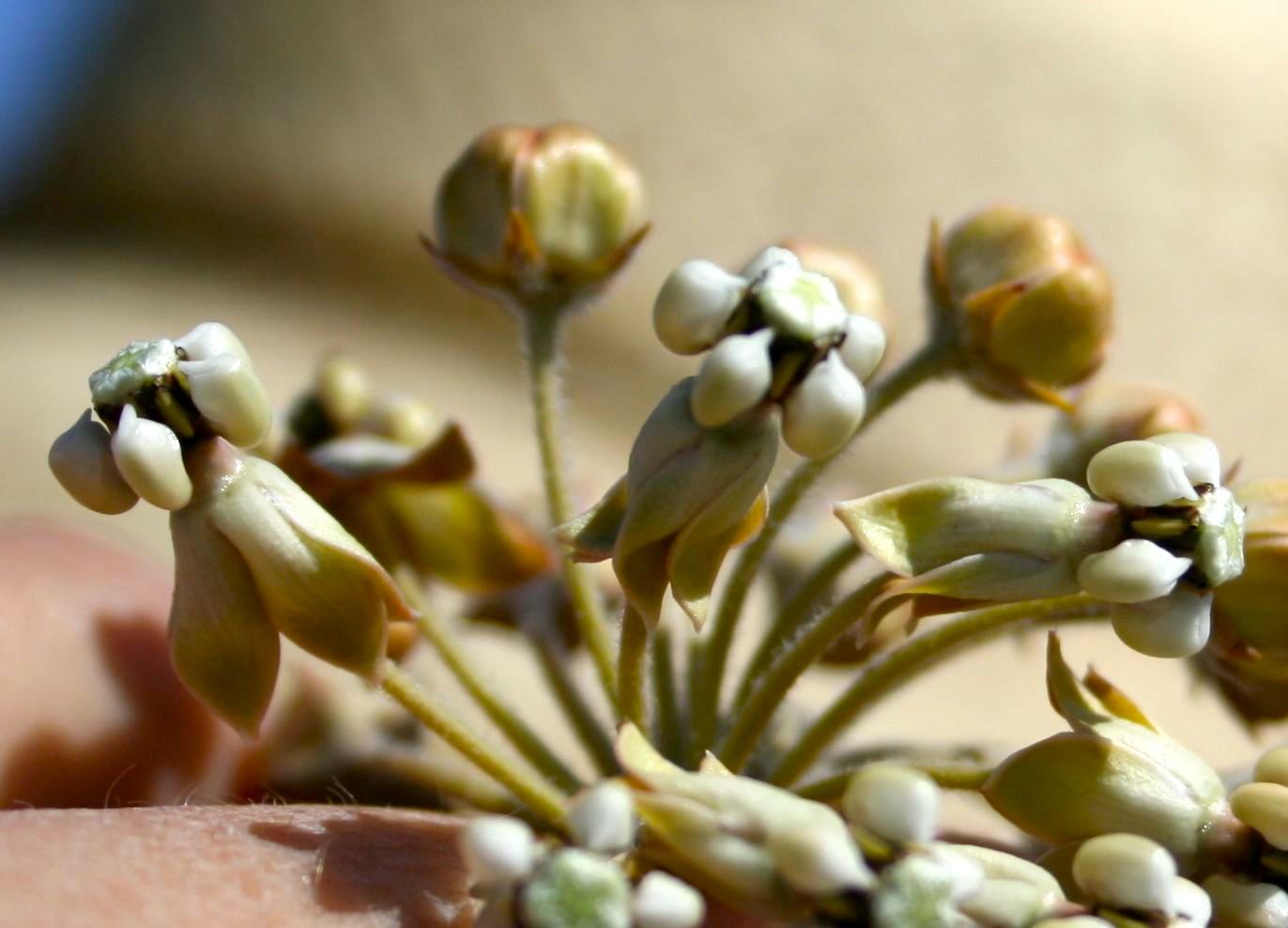 Asclepias albicans (White-stemmed milkweed), native California shrub