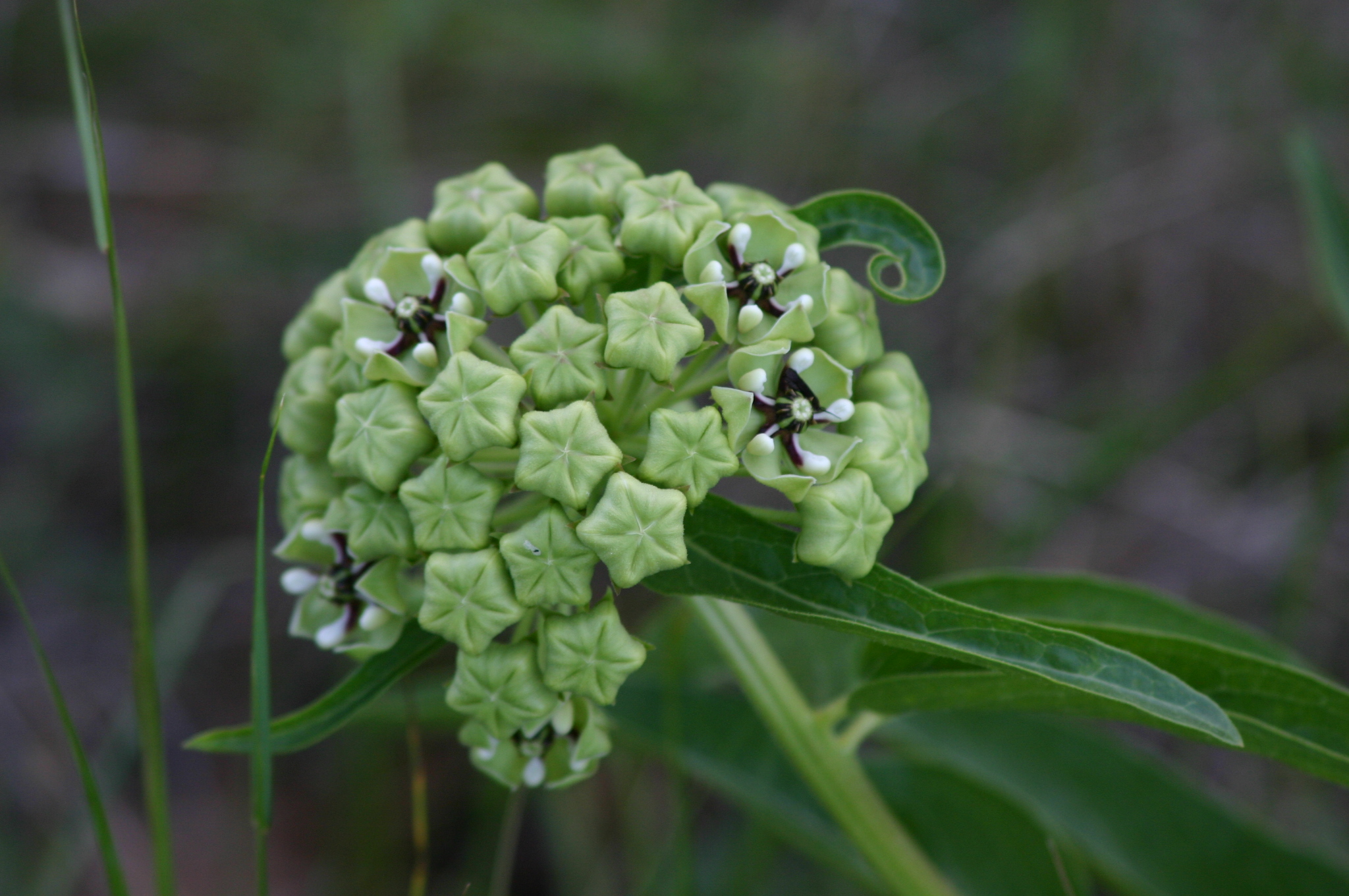 Asclepias asperula subsp. asperula (Antelope-horns), native California herb
