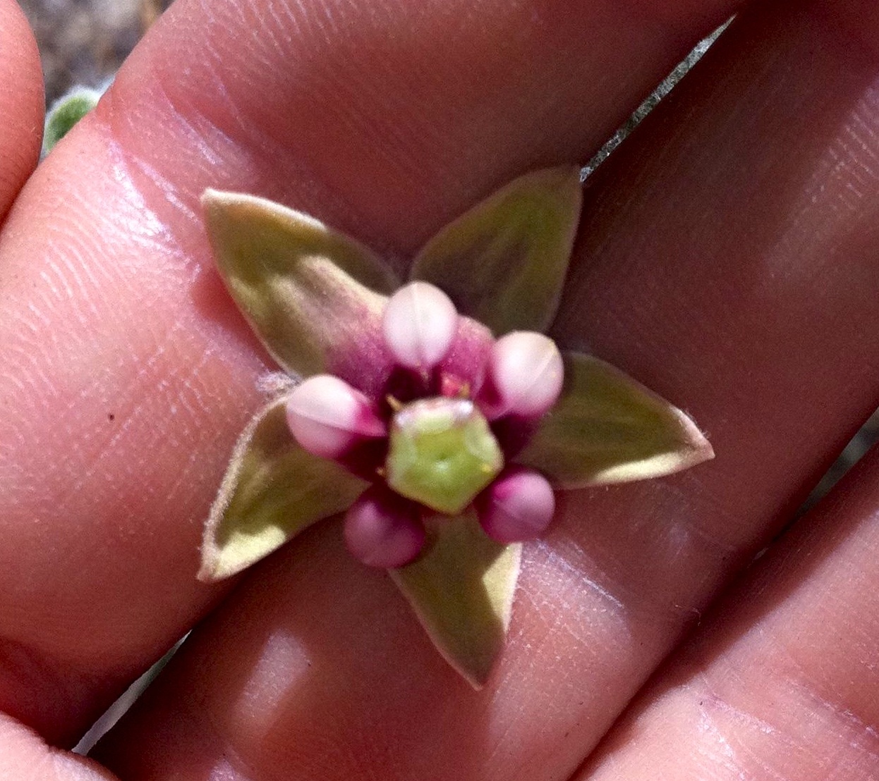 Asclepias californica (California milkweed), native California herb