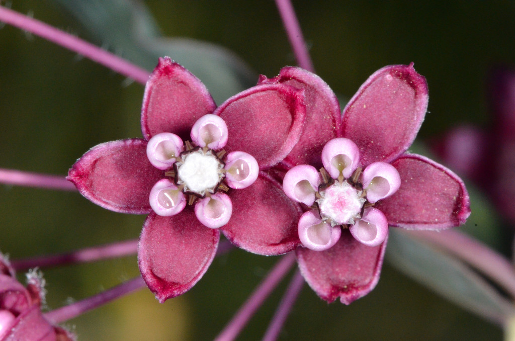 Asclepias cordifolia (Purple milkweed), native California herb