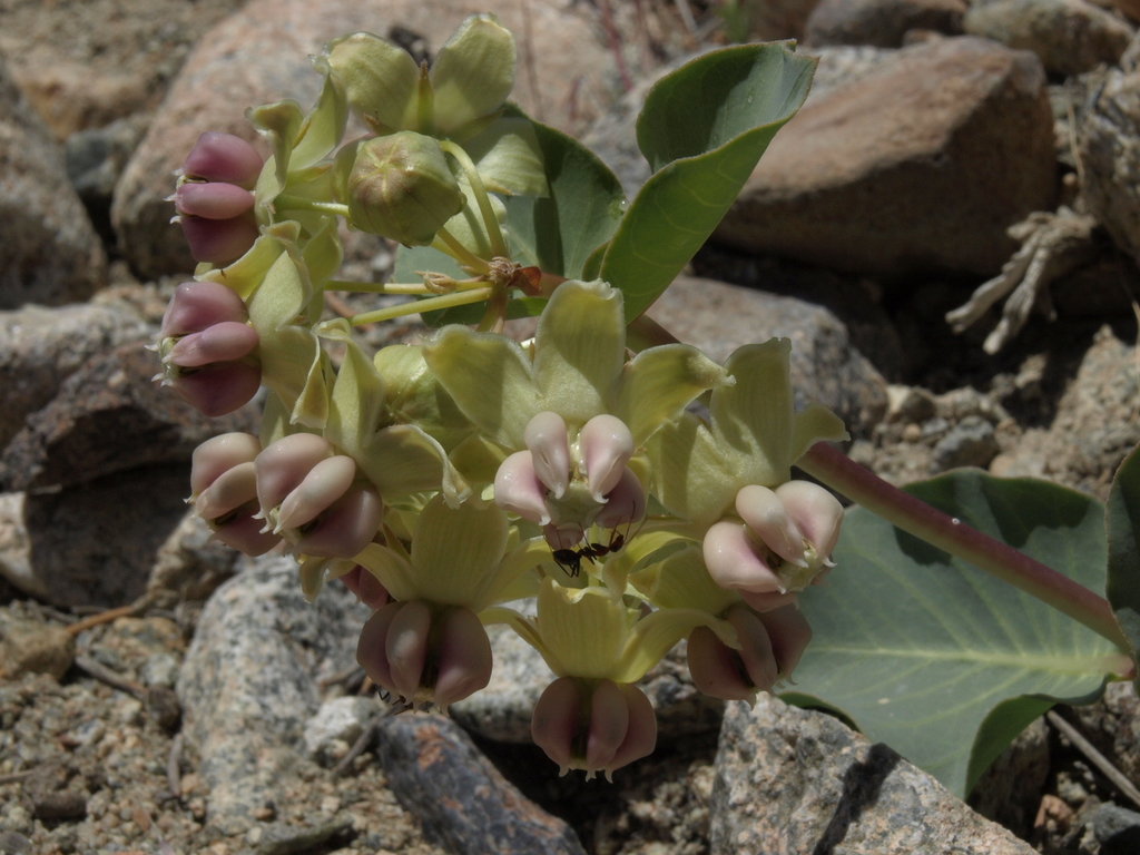 Asclepias cryptoceras (Humboldt mountains milkweed), native California herb