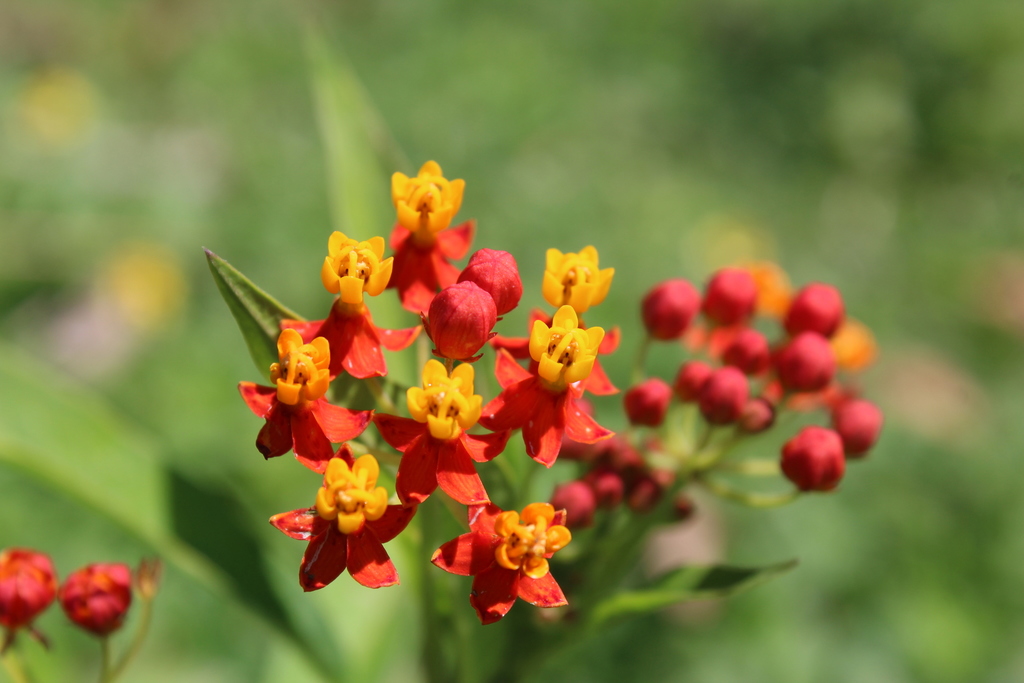 Asclepias curassavica (Bloodflower milkweed), California subshrub