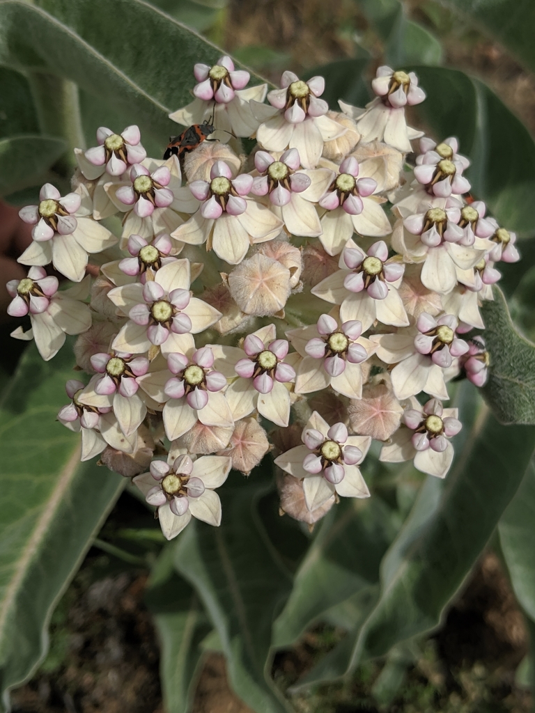 Asclepias eriocarpa (Kotolo), native California herb
