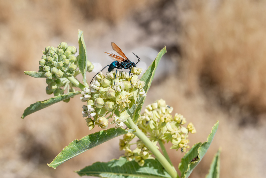 Asclepias erosa (Desert milkweed), native California subshrub